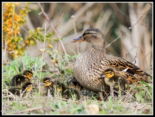 Canard colvert
